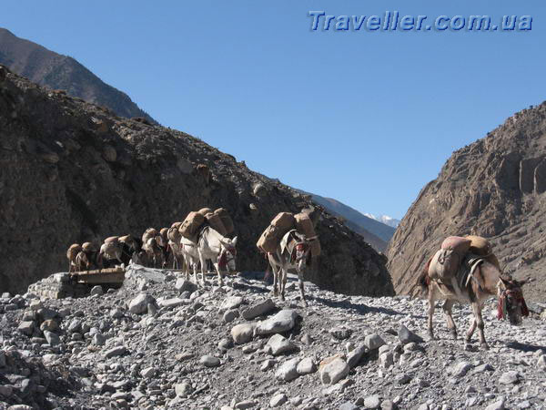 Караван осликов. На маршруте треккинга вокруг Аннапурны. Непал