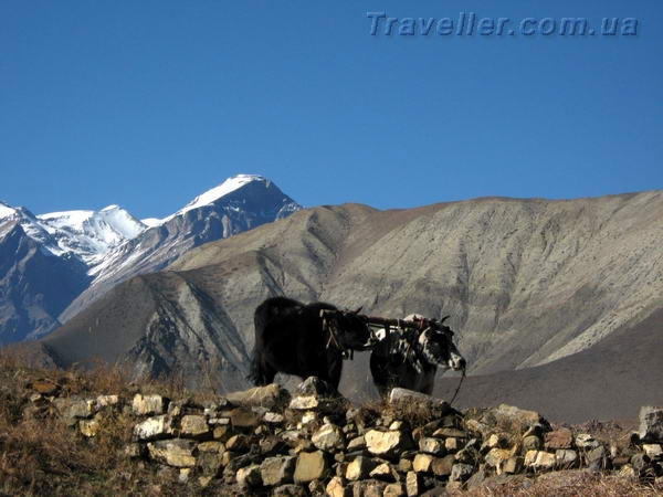 Высоко в горах Непала буйволы помогают возделывать землю