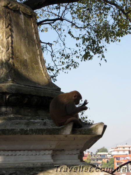 В Непале часто можно встретить обезьян