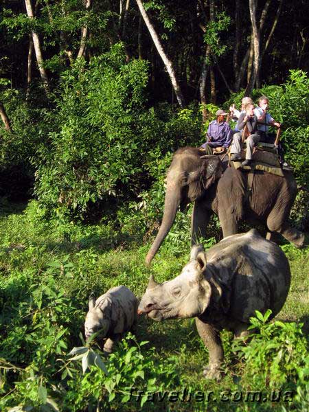 Катались на слонах и встретили носорогов. Читван, Непал