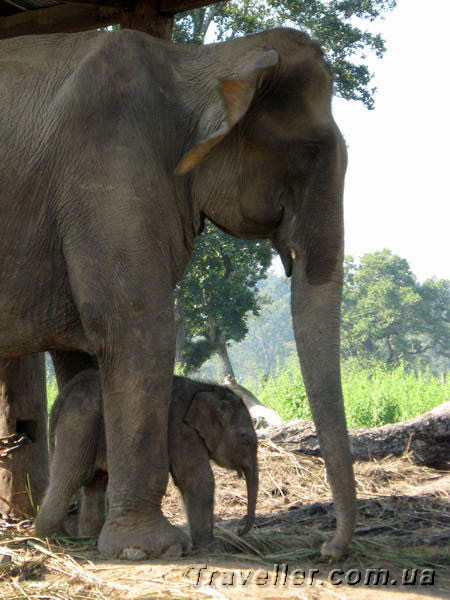 Новорожденный слоненок (3 дня) и его мама. В слоновьем детском саду. Читван, Непал
