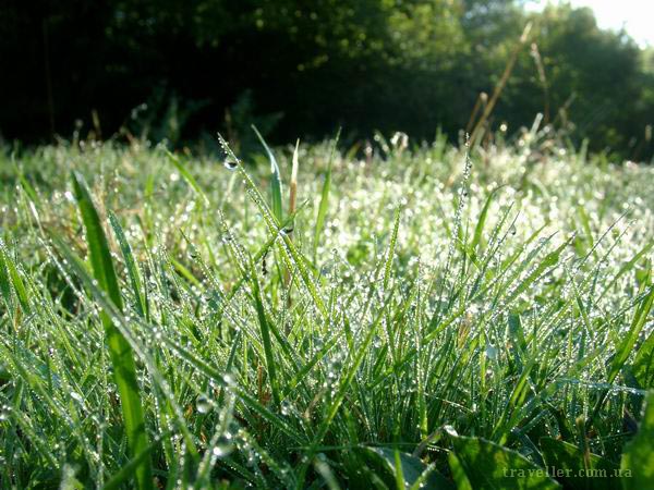 Солнце в траве