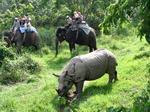 Сафари на слонах по джунглям в туре по Непалу