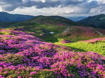 Цветение рододендронов на склонах Черногорского хребта в Карпатах