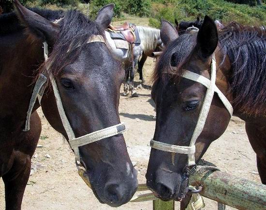 Лошади. Начало конного похода по Крыму