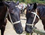 Лошади. Начало конного похода по Крыму