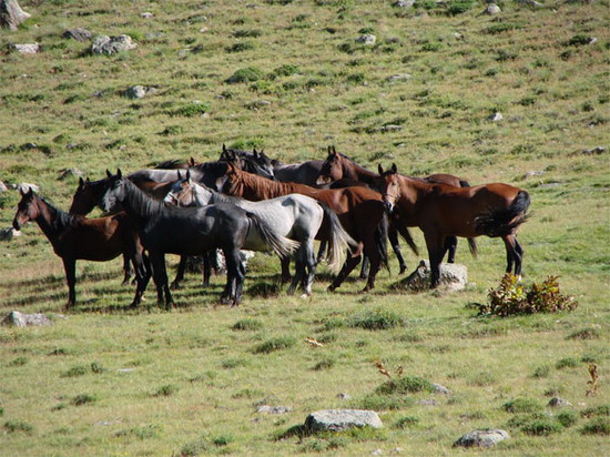 Карачаевские лошади. Конный туризм на Северном Кавказе. Лошади в ожидании наездников.