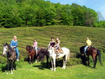 Конные туры выходного дня, Сочи. Группа туристов верхом на конях, в пути. 