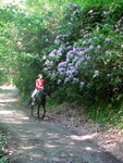 Конные туры на выходной день, Сочи. Цветущие деревья и кусты вдоль маршрута конного тура. 