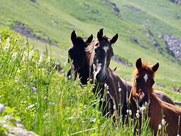 Сванетия - край гор и долин, идеальное место для конных походов.