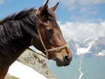 Лошадь на фоне гор Кавказа. Дух конного похода по Сванетии. 