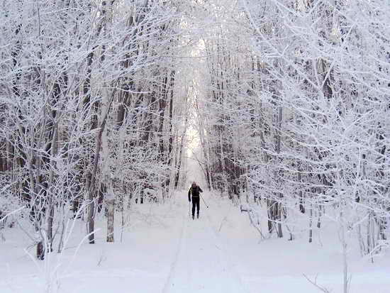 Карелия - лыжные походы. В зимнем лесу.
