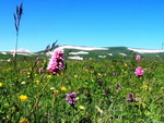 Массив Фишта на фоне цветочной поляны. Пешие туры на Кавказе