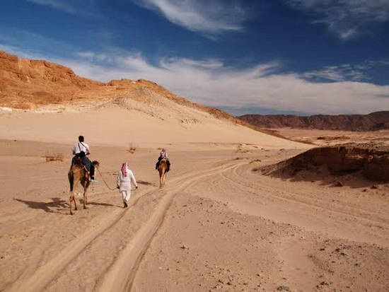 Переход на верблюдах. Во время активного тура зимой в Египте. Синай.