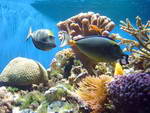Подводный мир Красного моря. В конце велотура в Египте зимой.