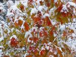 Фото природы. Осенние краски под снегом.