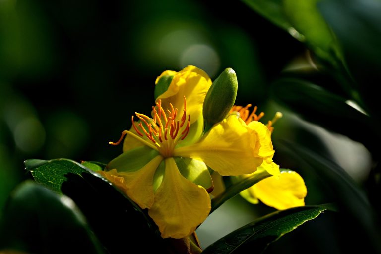 Травнева квітка